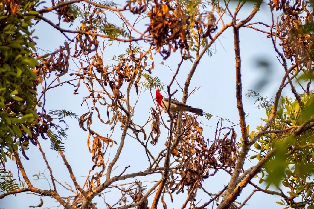 Vorteile nach Paraguay auszuwandern